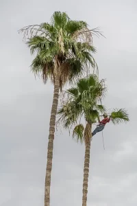 Trimming a Palm Tree in Port Saint Lucie
