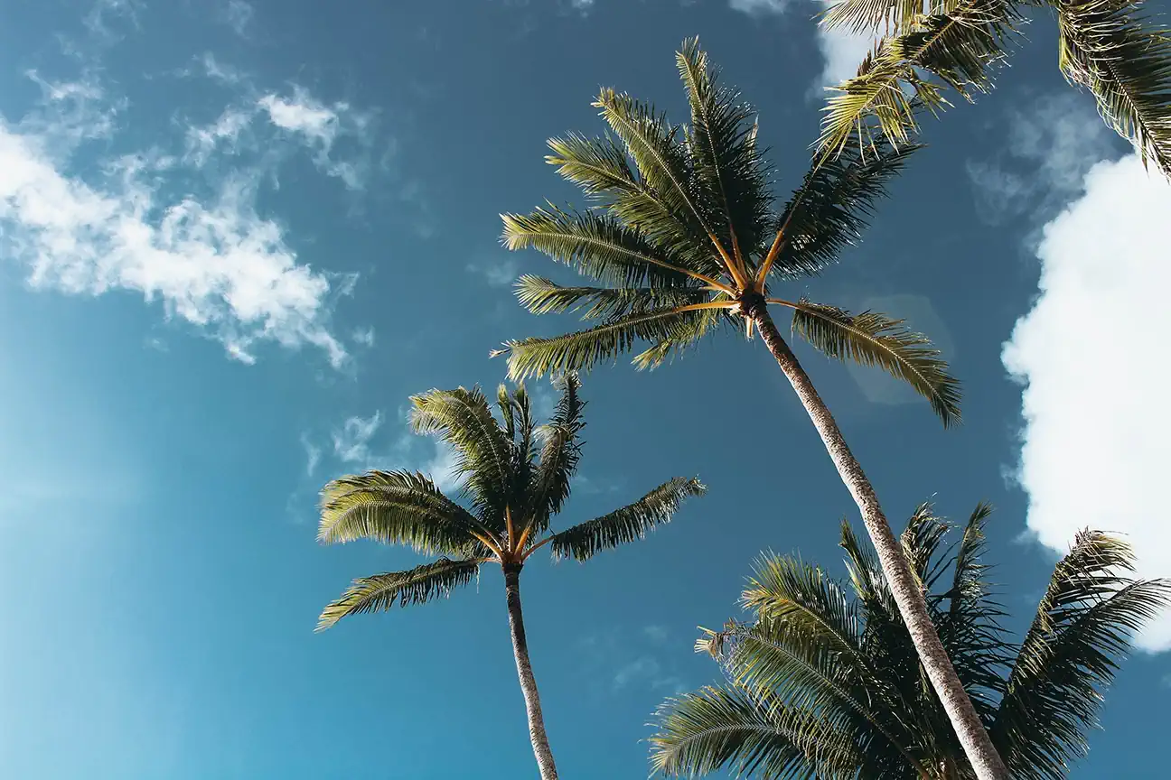 Palm Trees in Port St. Lucie