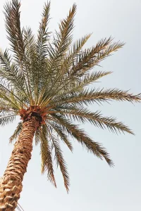 Palm Tree