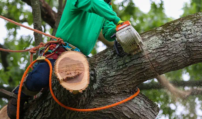 Removing a Tree