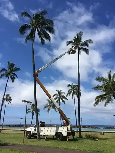 Tree Trimming with a Lift